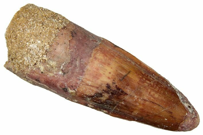 Fossil Spinosaurus Tooth - Real Dinosaur Tooth #329698